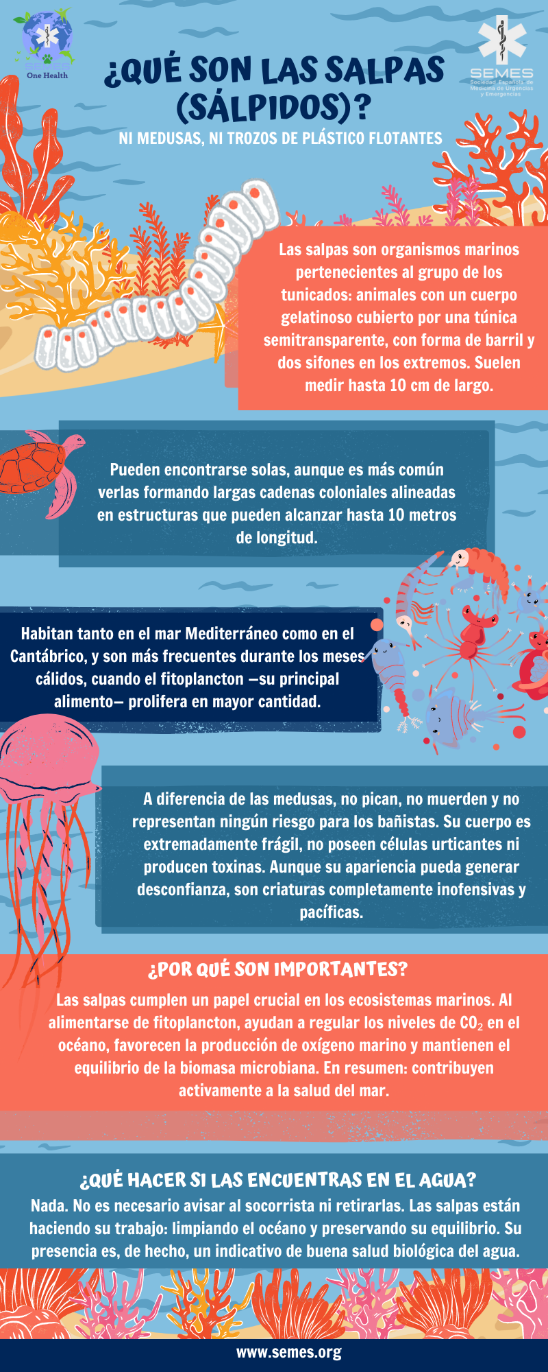 ¿QUÉ SON LAS SALPAS (SÁLPIDOS)?